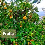 Philia Melicucca