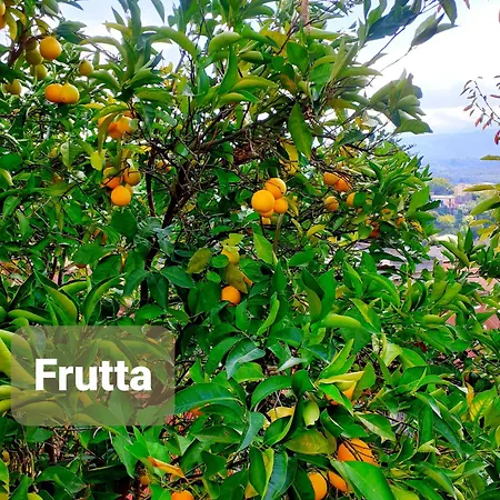 Philia Melicucca