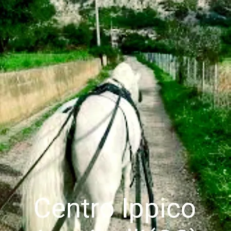 Philia Melicucca